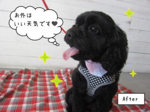 いい天気ミックス