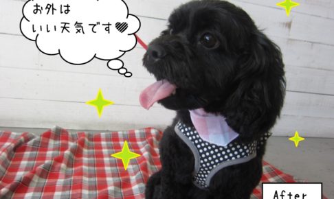 いい天気ミックス