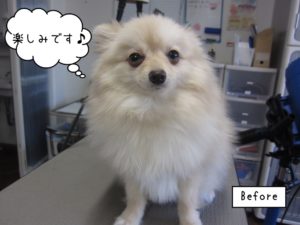 カット前ポメラニアン