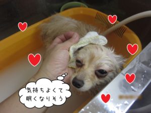 スパ中ポメラニアン