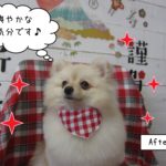 キラキラポメラニアン