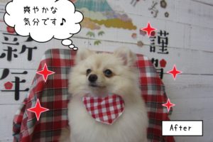 キラキラポメラニアン