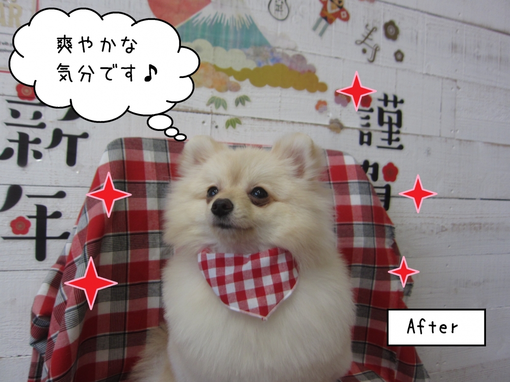 キラキラポメラニアン