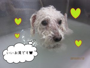 スパ中トイプードル