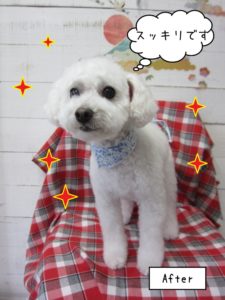 カット後トイプードル