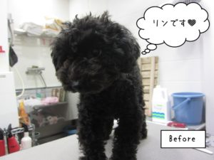 カット前トイプードル