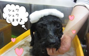 スパ中トイプードル