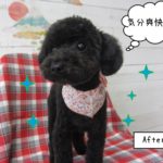 おすまし黒トイプードル