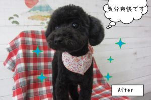 おすまし黒トイプードル
