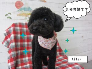 おすまし黒トイプードル