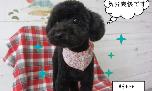 おすまし黒トイプードル
