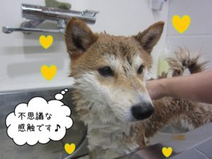 シャンプー中柴犬