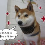 笑顔柴犬