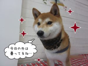 笑顔柴犬