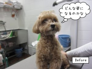 カット前トイプードル
