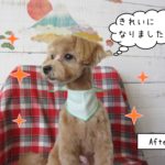 横顔トイプードル