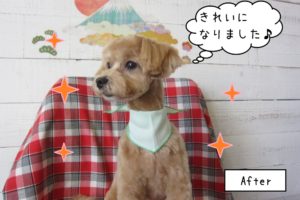 横顔トイプードル