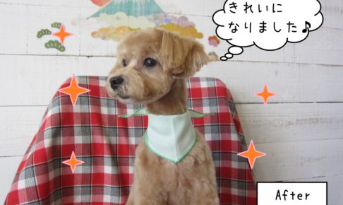 横顔トイプードル