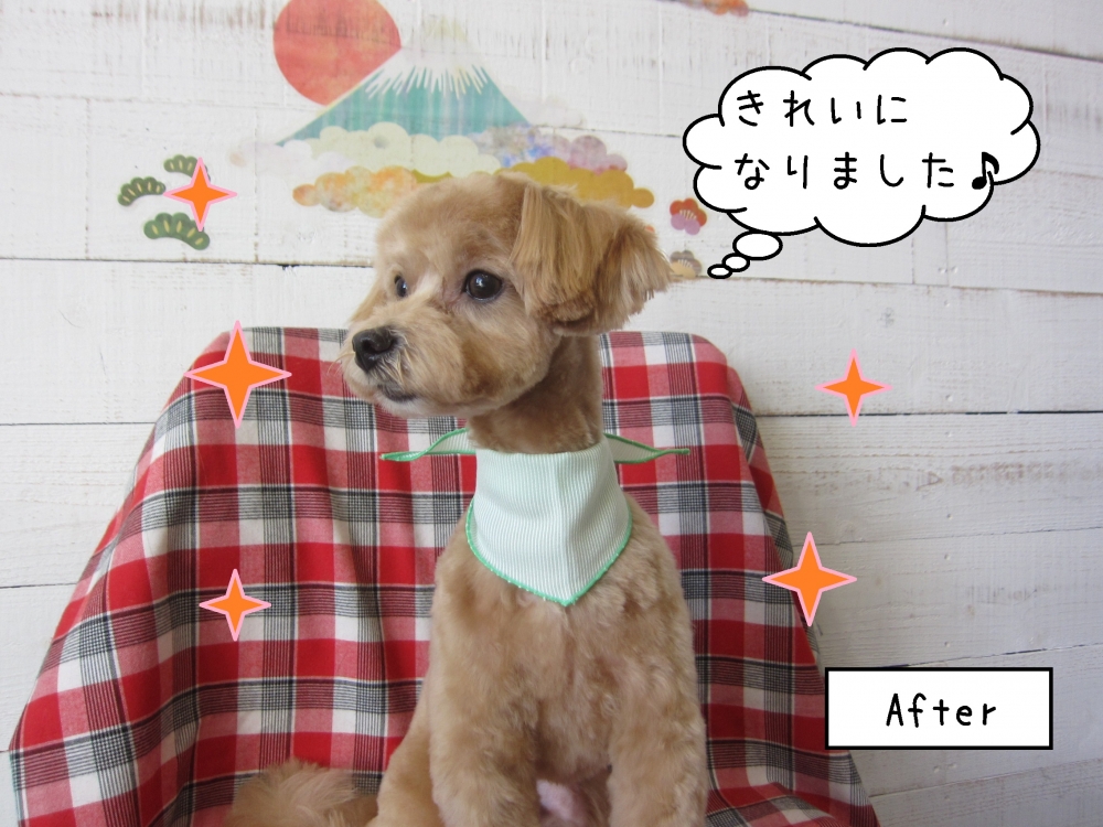 横顔トイプードル