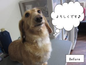 カット前ミニチュアダックス