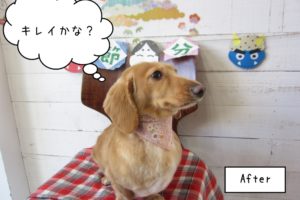 横顔ミニチュアダックス