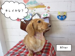 横顔ミニチュアダックス