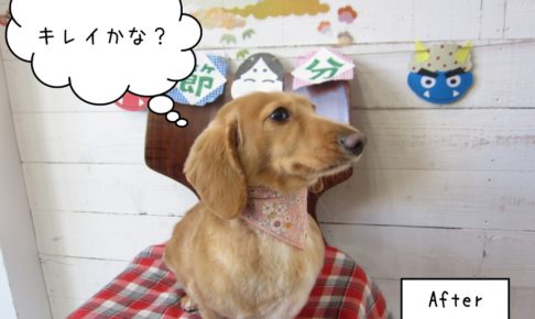 横顔ミニチュアダックス