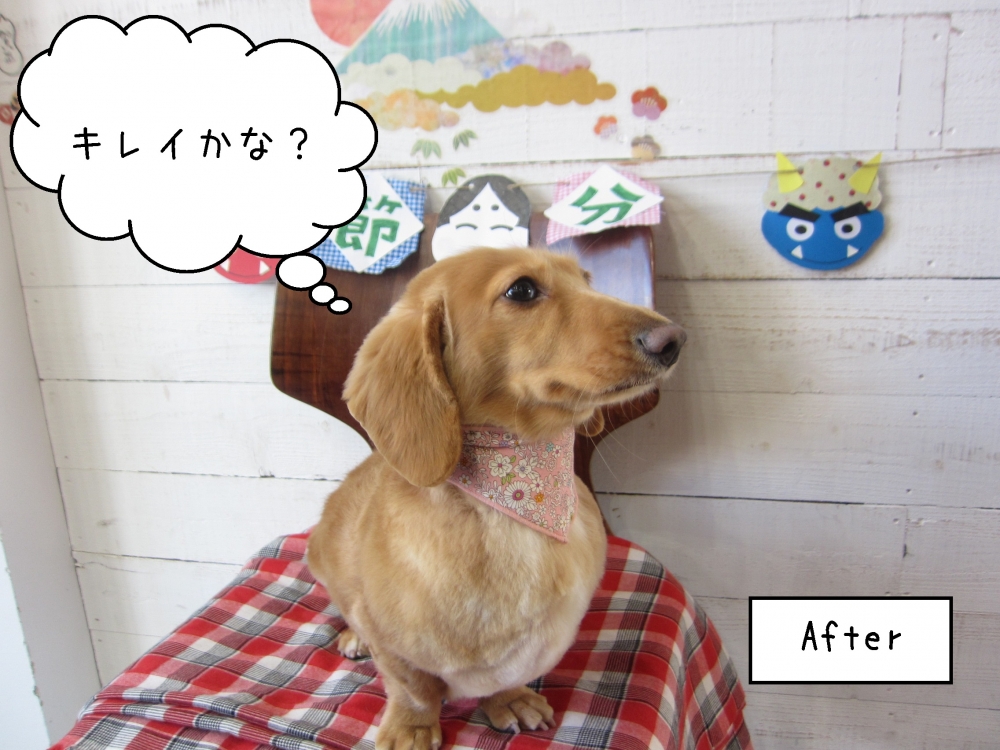 横顔ミニチュアダックス