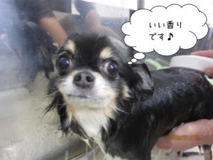 シャンプー中チワワ