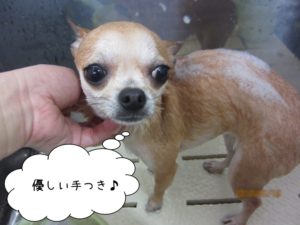 シャンプー中チワワ
