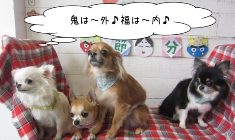 節分チワワ