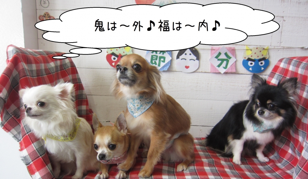 節分チワワ