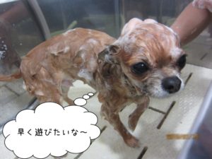 シャンプー中チワワ