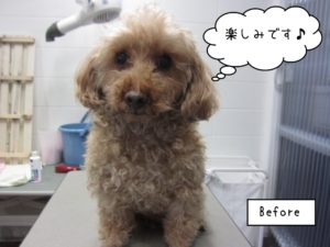 カット前トイプードル
