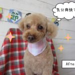 おすましトイプードル