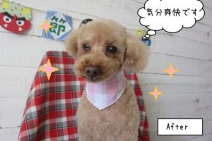 おすましトイプードル