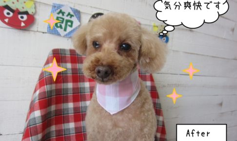 おすましトイプードル