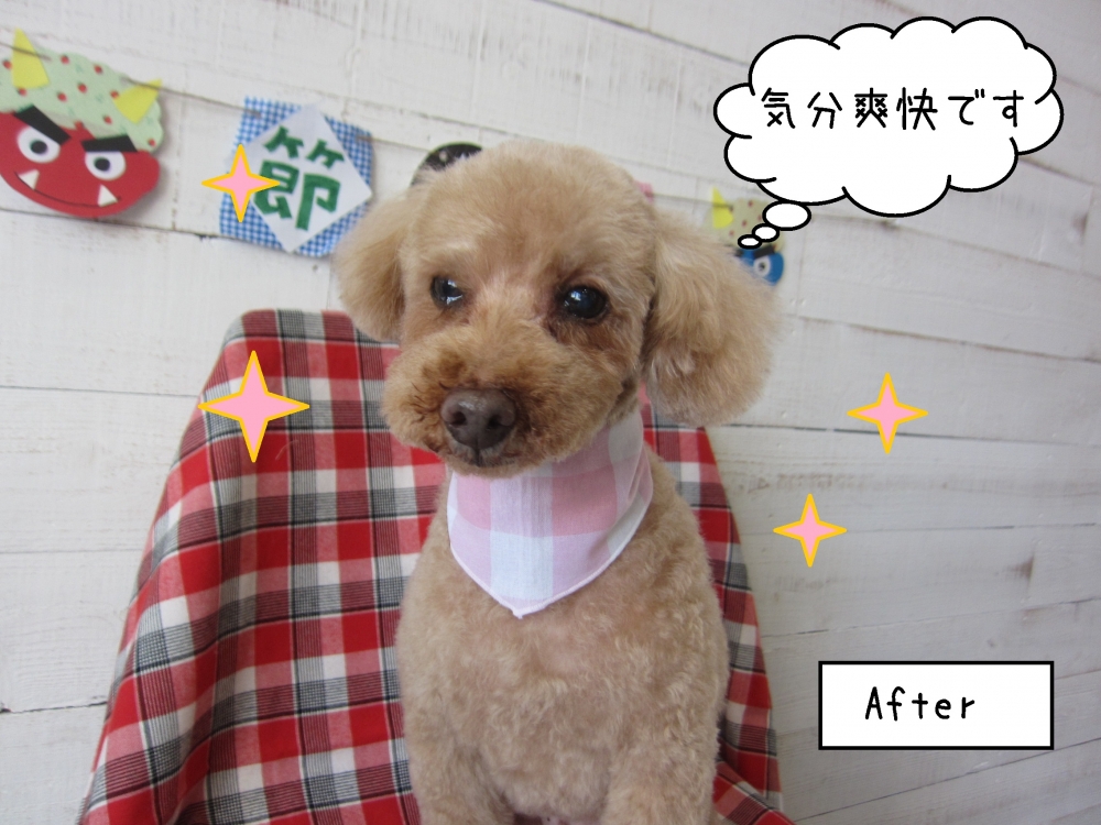 おすましトイプードル