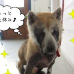 おすましひとやすみ柴犬