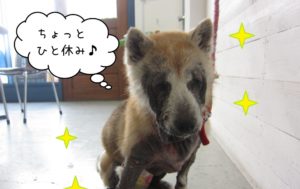 おすましひとやすみ柴犬