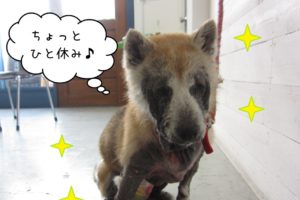 おすましひとやすみ柴犬