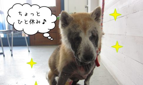 おすましひとやすみ柴犬