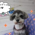 おすましMシュナ