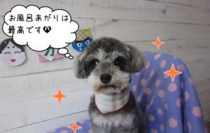 おすましMシュナ