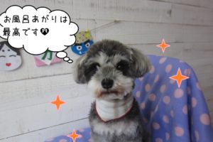 おすましMシュナ