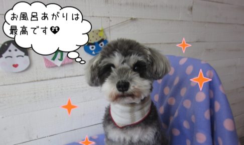 おすましMシュナ