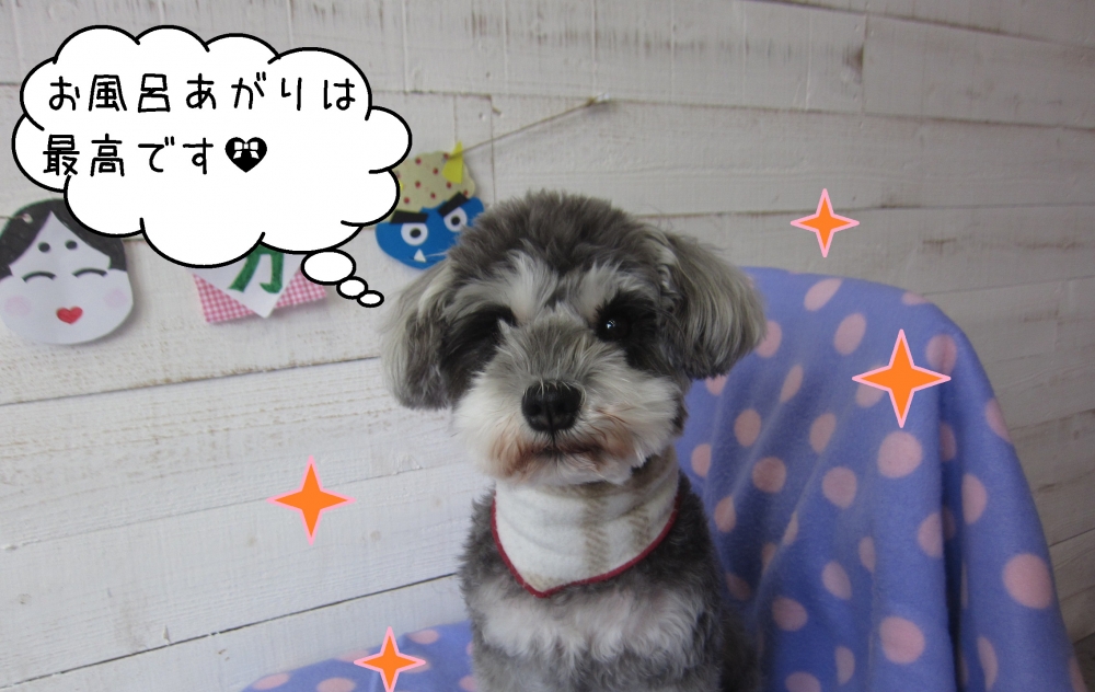 おすましMシュナ