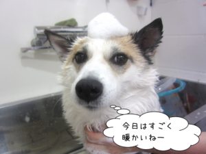 シャンプー中ミックス