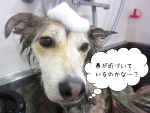 シャンプー中ミックス