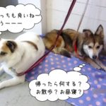 仲良しくつろぐミックス